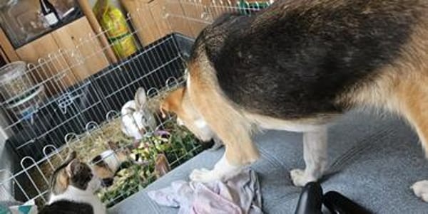 Bonnie - kinderlieber Familienhund