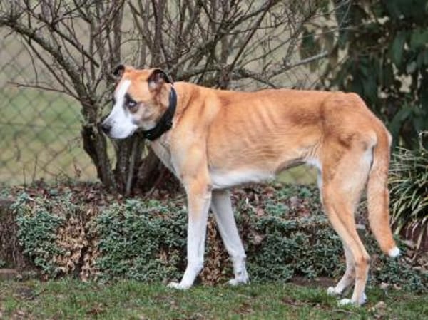OLIMPIA  ältere Lady sucht Zuhause