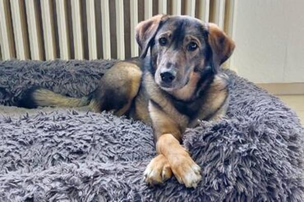 Kassandra auf der Suche nach ihrem Herzensmenschen