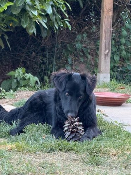 Robbie sucht  sein eigenes Körbchen