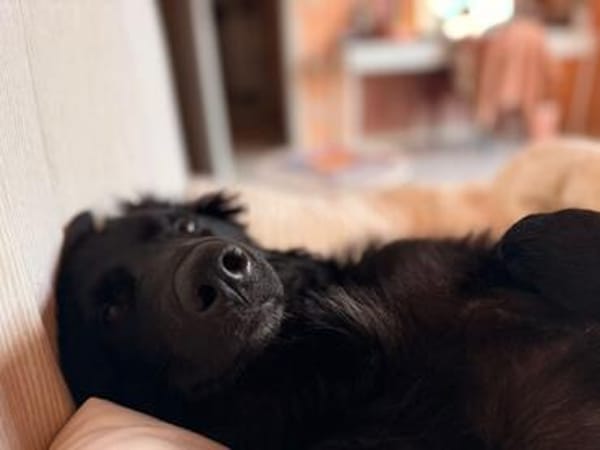Robbie sucht  sein eigenes Körbchen