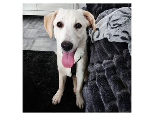 Dolly - wartet in 46238 Bottrop