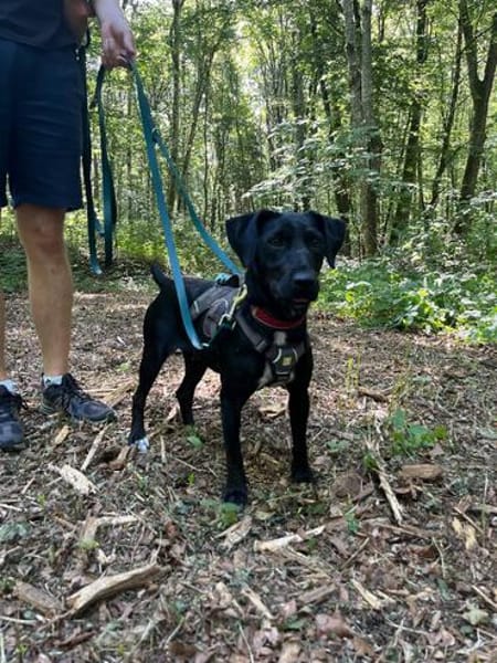 Rosi, kleine Jagdhund Mix Hündin
