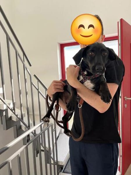 Rosi, kleine Jagdhund Mix Hündin