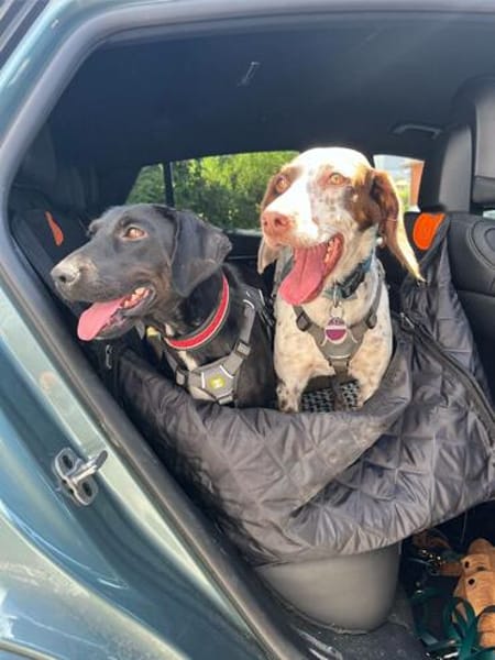 Rosi, kleine Jagdhund Mix Hündin