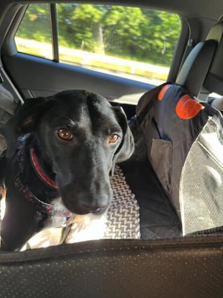 Rosi, kleine Jagdhund Mix Hündin