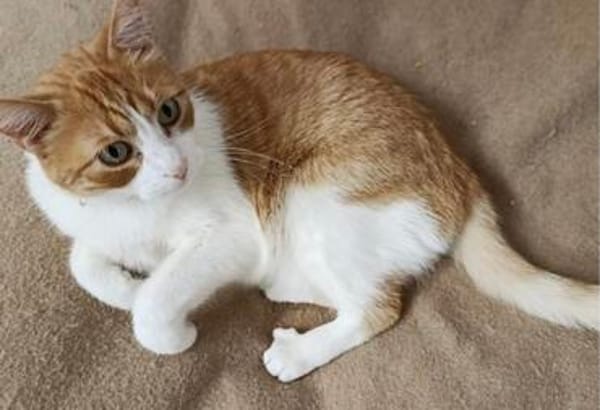 super anhänglicher Kater
