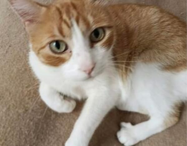 super anhänglicher Kater