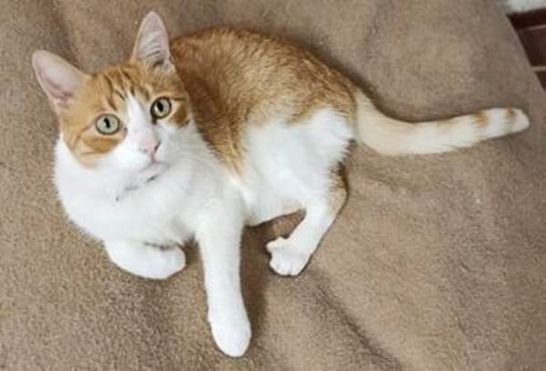 super anhänglicher Kater