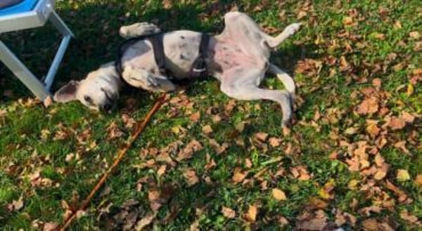 Arleta, verschmuste Hündin, 8Jahre