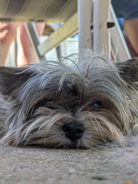 Betti, süße Yorkie Biewer Hündin