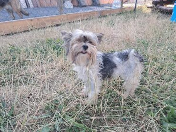 Betti, süße Yorkie Biewer Hündin