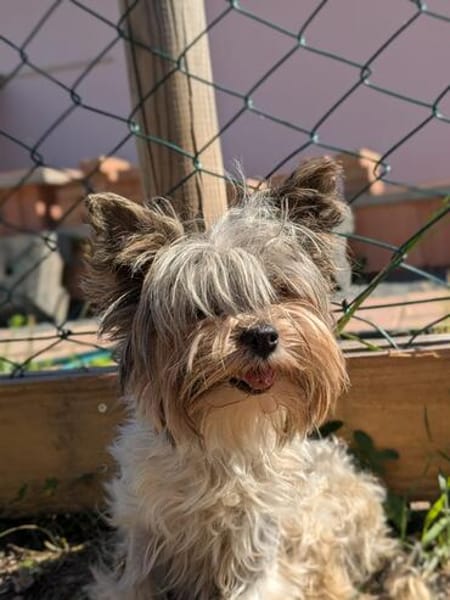 Betti, süße Yorkie Biewer Hündin