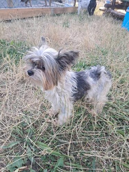 Betti, süße Yorkie Biewer Hündin