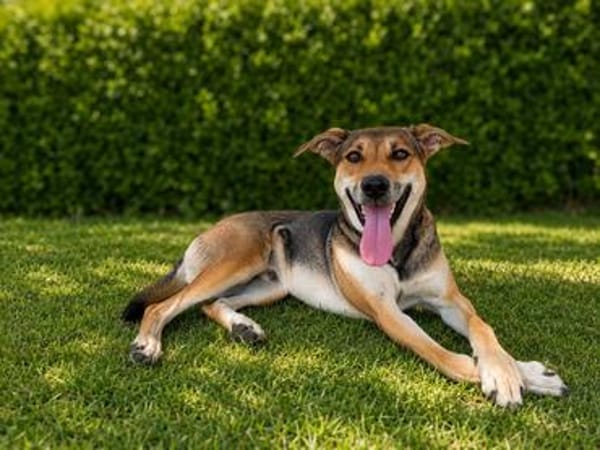 Trusky - sensibler Hund mit großem Herzen