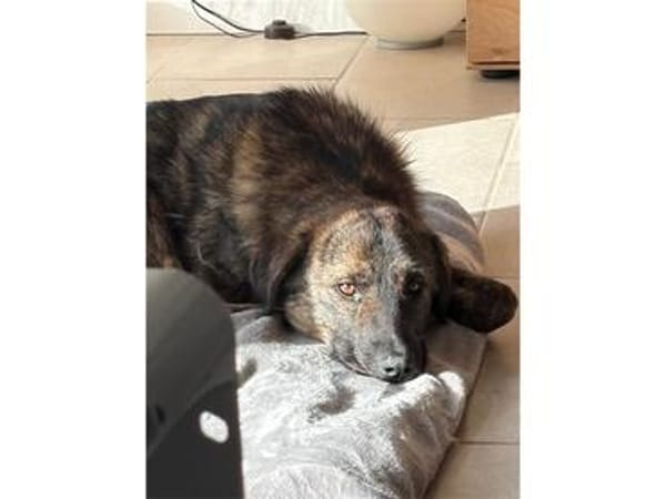 Fiete - wartet in 91166 Georgensgmünd