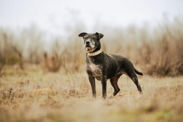 Fatima, soziale Hundedame, ca. 6 Jahre