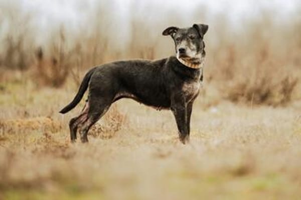 Fatima, soziale Hundedame, ca. 6 Jahre