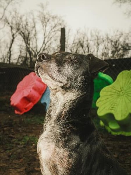 Fatima, soziale Hundedame, ca. 6 Jahre