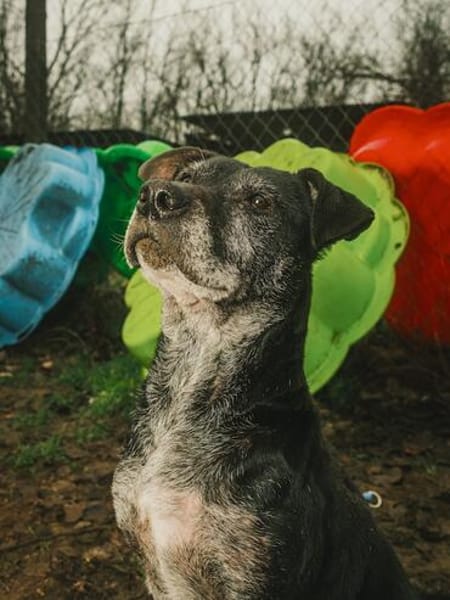 Fatima, soziale Hundedame, ca. 6 Jahre