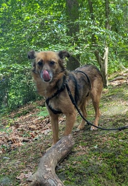 Süße Neila🌺sucht liebevolles Heim