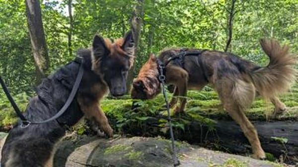 Süße Neila🌺sucht liebevolles Heim