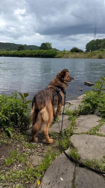 Süße Neila🌺sucht liebevolles Heim