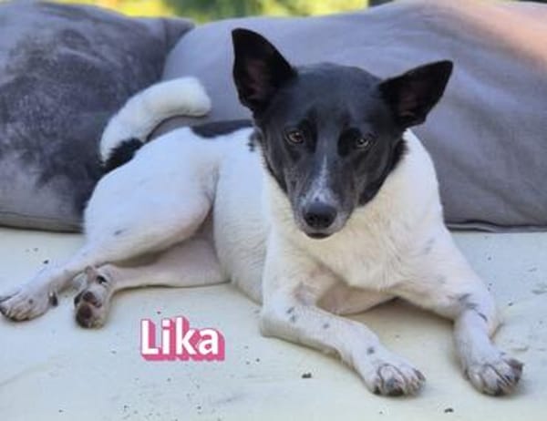 Lika, 07/24 - pfiffiges Mädel sucht...