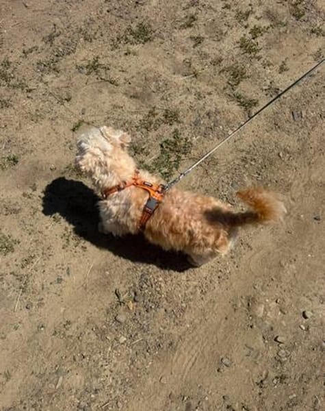 Dodo sucht ein tolles Zuhause