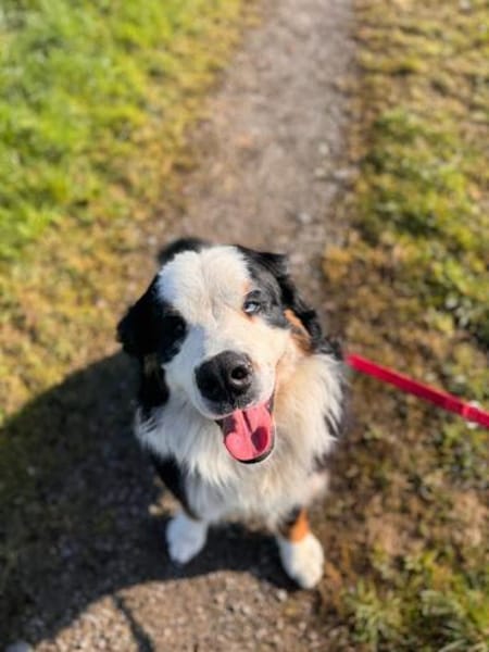 MUFFIN - ich suche meine Chance