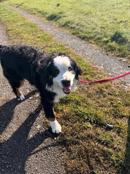 MUFFIN - ich suche meine Chance