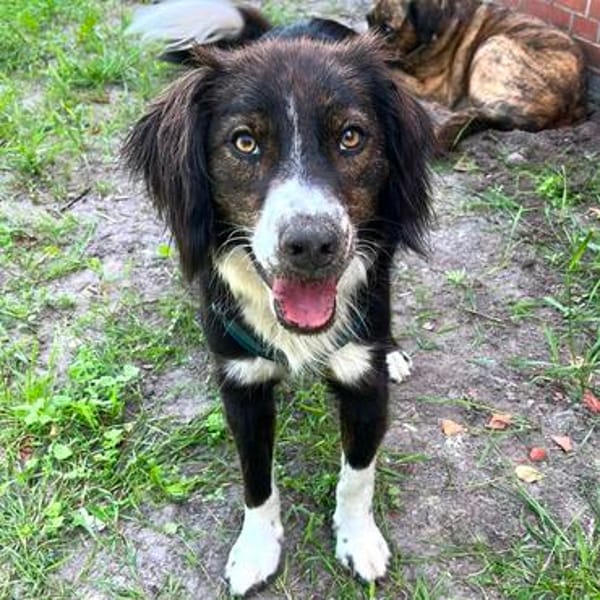 Barney - der Unsichere sucht Geduldige