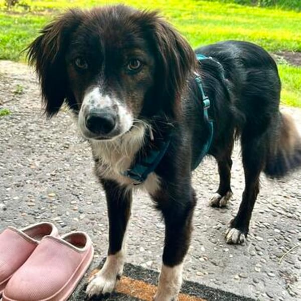 Barney - der Unsichere sucht Geduldige
