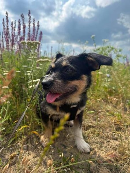 Mily sucht ein gutes Zuhause
