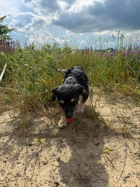 Mily sucht ein gutes Zuhause