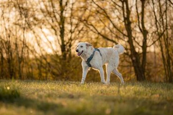 SOFIA (Weibchen, 14.12.2023, Italien)