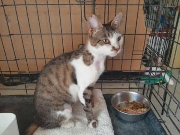 Despina, verschmuste Traumkatze, ca. 2 Jahre