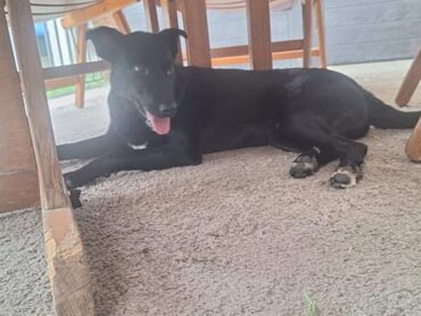 💙Dario💙 sucht seine Familie