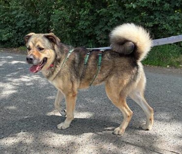 Sully wartet im Tierheim Sulzbach