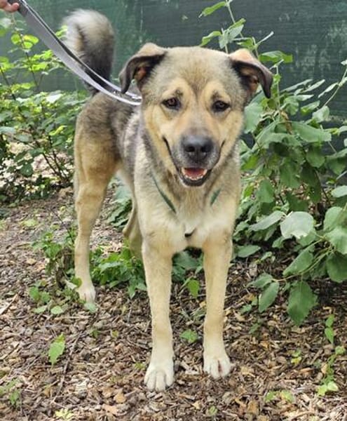 Sully wartet im Tierheim Sulzbach