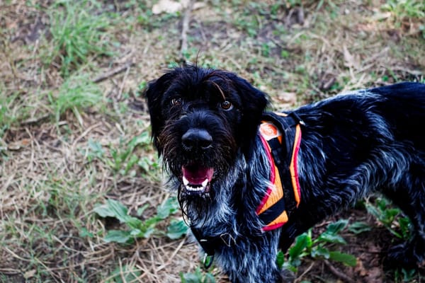 Athos