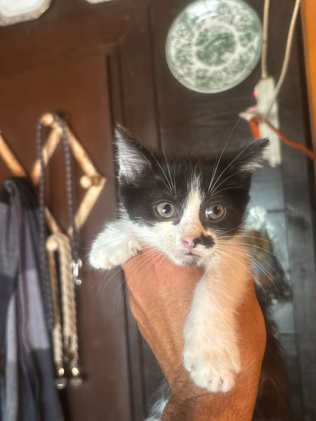 Michelino