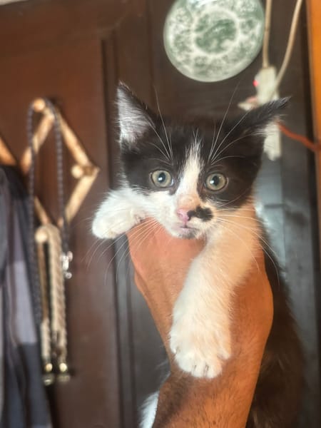 Michelino