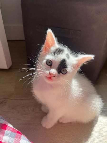 Pomme