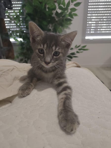 O'Malley
