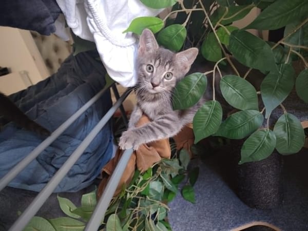 O'Malley