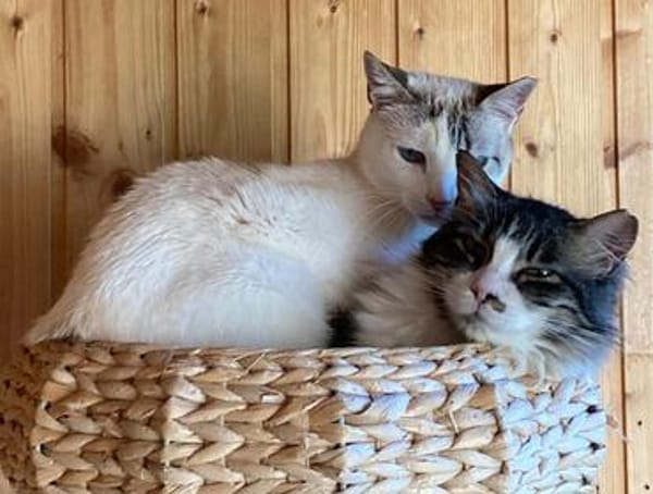Peluda und Freundin Nieve