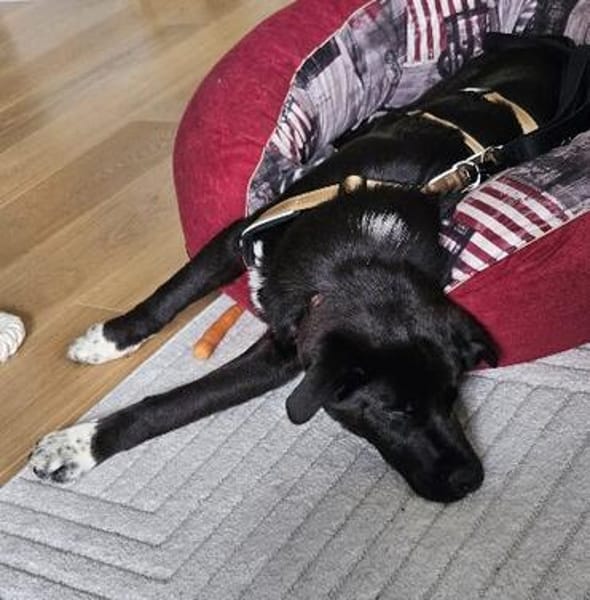 Moritz - verspielter Junghund sucht sein Zuhause