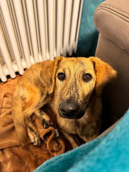 Vermittlungshilfe für Nala