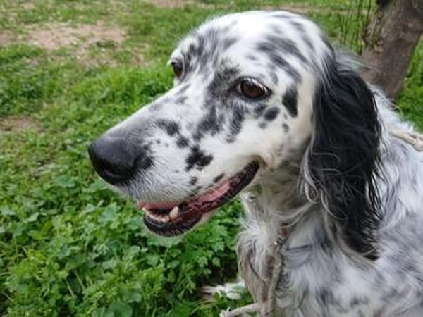 Roula sucht ein Zuhause